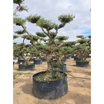 Olea plato Zaragoza tronco viejo CTM XL